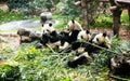 Giant pandas eating bamboo