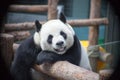 Giant pandas, endemic to China, are eating bamboo
