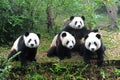 Giant pandas posing for camera