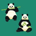 Giant pandas sitting and eating. Black and white bear holding and chewing bamboo branches and leaves. Endangered species.