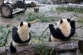 giant pandas