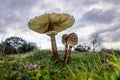 The giant parasol mushroom in autumn with its enormous cap