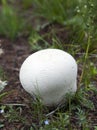 Giant Pasture Puffball Mushroom