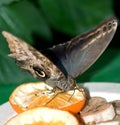 Giant Peacock Moth