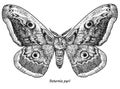 Giant peacock moth illustration, drawing, engraving, ink, line art, vector