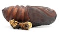 Giant Peacock Moth pupa removed from cocoon Royalty Free Stock Photo