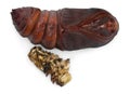 Giant Peacock Moth pupa removed from cocoon, Saturnia pyri Royalty Free Stock Photo