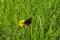 Giant Peacock Moth or Saturnia pavoniella on a dandelion or Tarataxum officinale in meadow wild yellow flower in meadow