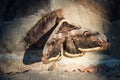 Giant peacock moth Saturnia pyri, the largest European butterfly, newly hatched and sits near its cocoon