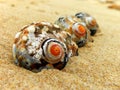Giant Periwinkle shells Royalty Free Stock Photo