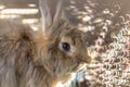 GIANT pet rabbit in a cage. close-up. Royalty Free Stock Photo