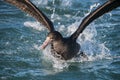 Giant Petrel