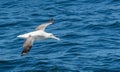 Giant Petrel (Macronectes giganteus) in flight over Drake Passage Royalty Free Stock Photo