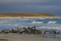 Giant Petrels feeding on a seal carcass in the Falkland Islands