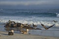 Giant Petrels feeding on a seal carcass in the Falkland Islands