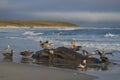 Giant Petrels feeding on a seal carcass in the Falkland Islands