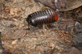 Giant Pill Bug of Borneo