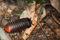 Giant Pill Bug of Borneo Walking on Leaf