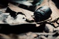 Giant Pill Millipede alias Sphaerotheriida a hard shell bug walks across the forest floor Royalty Free Stock Photo