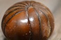 Giant Pill Millipede