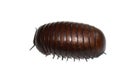 Giant pill millipede Madagascar