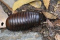 Giant pill millipede Madagascar Royalty Free Stock Photo