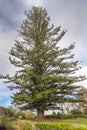 Giant pine on Parker Ranch headquarter domain, Waimea, Hawaii, USA