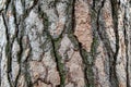 Giant pine tree texture for background in forest Royalty Free Stock Photo