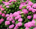 giant pink hydrangeas in a flower garden in spring Royalty Free Stock Photo