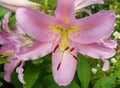 Giant Pink Oriental Lily blossom is fragrant
