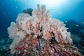 Giant Pink Sea Fan coral at Tachai Pinnacle, Thailand Royalty Free Stock Photo