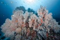 Giant Pink Sea Fan coral at Tachai Pinnacle, Thailand Royalty Free Stock Photo