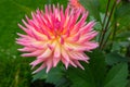 Giant pink and yellow dahlia contrasts with green foliage