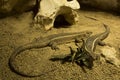 The Giant plated lizard Gerrhosaurus validus. Royalty Free Stock Photo