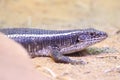 Giant plated lizard Royalty Free Stock Photo
