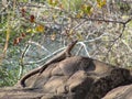 Giant plated lizard & x28;Gerrhosaurus validus& x29; in Kruger Park, South Africa Royalty Free Stock Photo