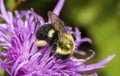 Giant pollen baskets on a bumble bee in New Hampshire