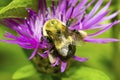 Giant pollen baskets on a bumble bee in New Hampshire