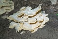 Giant polypore fungi