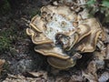 The Giant Polypore Meripilus giganteus is an edible mushroom