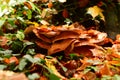 Giant polypore mushroom autumn odenwald germany