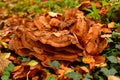 Giant polypore mushroom autumn odenwald germany