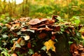 Giant polypore mushroom autumn odenwald germany