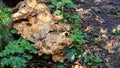 Mushrooms growing from base of beech tree.