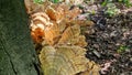 Mushrooms growing from base of beech tree.