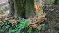 Mushrooms growing from base of beech tree.