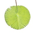 Giant pond leaf