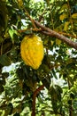 Giant ponderosa lemon also called five pound lemon hanging on a tree in Sri Lanka. Unusual huge fruit in an Asian spice garden. Royalty Free Stock Photo