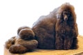 Giant Poodle black dog profile on white Royalty Free Stock Photo