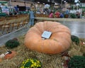 Giant 823 Pound Pumpkin at a County Fair